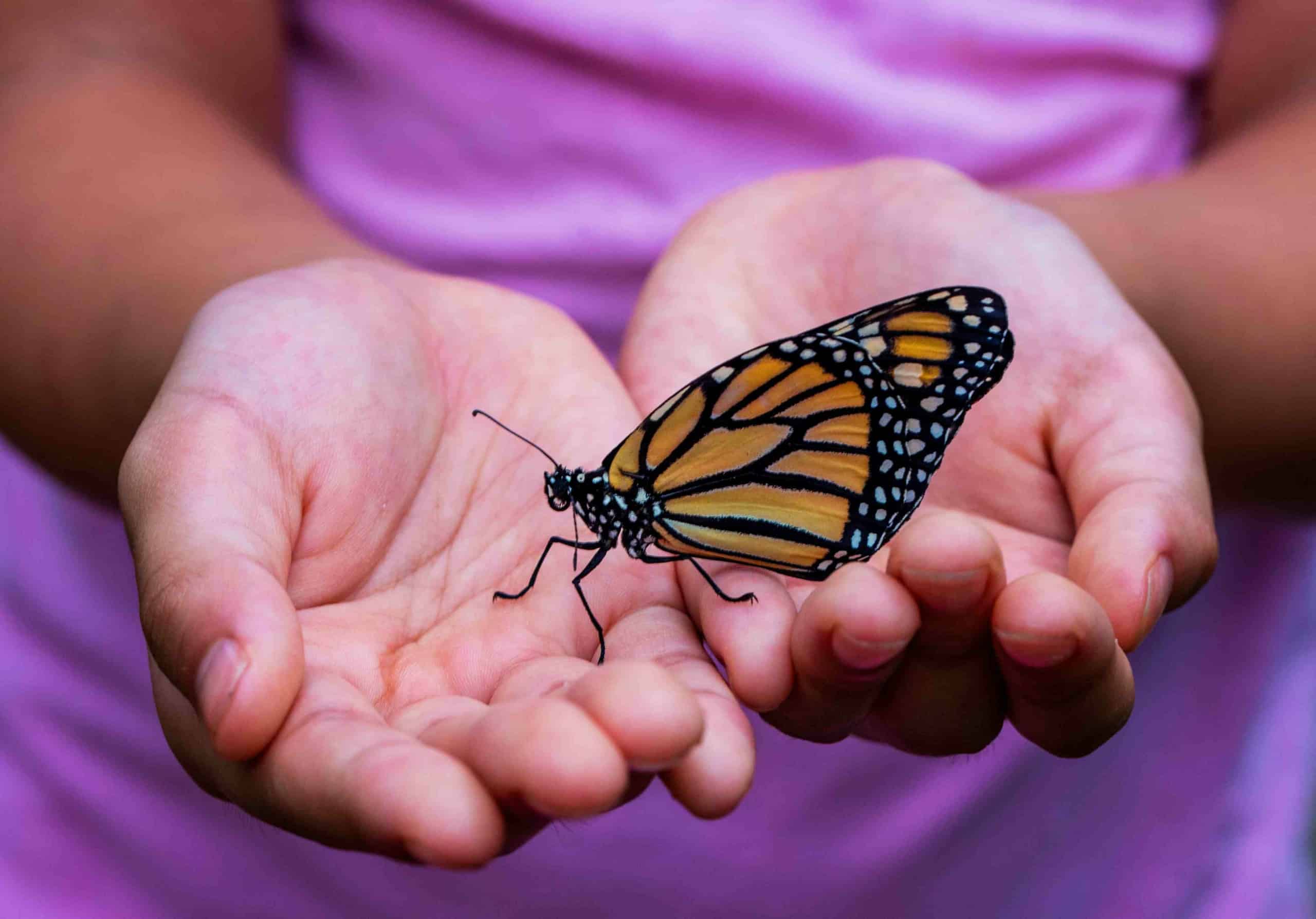 child in purple t-shirt holding butterfly with two open palm hands 