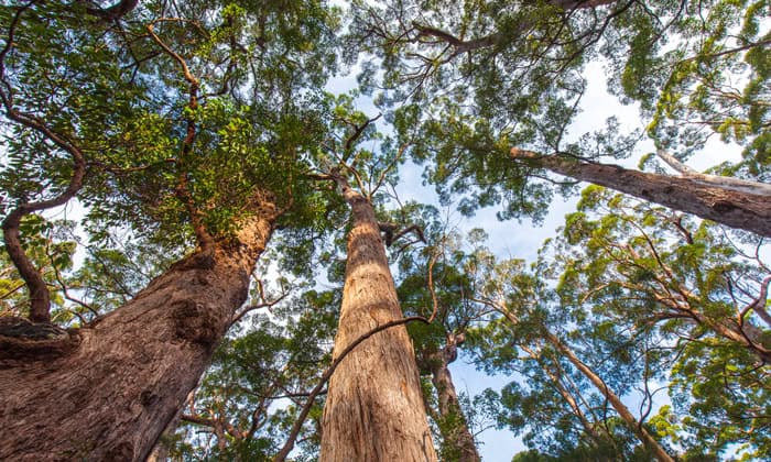 looking up at trees