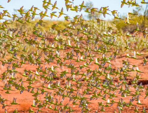 Tourism in the Tanami Desert?