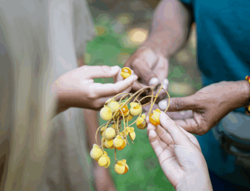 Values-Based Business Planning: A Pathway for Indigenous Tourism Success