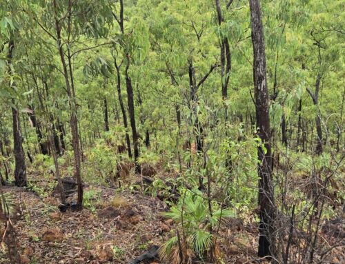 Reflections from Nhulunbuy
